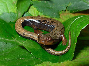 Descrizione dell'immagine Bolitoglossa vallecula01.jpg.