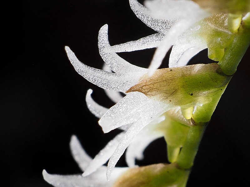 File:Bolusiella maudiae (flower bract).jpg