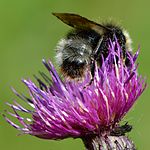 Ängssnylthumla (Bombus sylvestris), hane, på kärrtistel.