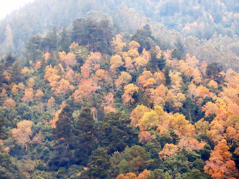 File:Bosque mixto chiguayantino.jpg