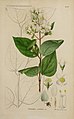 botanical ilustrasi Philadelphus cordifolius (mock orange) dan bagian-bagiannya