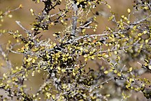 Brachyglottis bellidioides Brachyglottis bellidioides in Lewis Pass Scenic Reserve 03.jpg