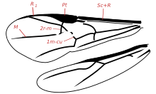 Ali di Braconide.
Pt: stigma
Sc: subcosta
R: radio
2r-m: radio-mediale
1m-cu: medio-cubitale (o ricorrente)