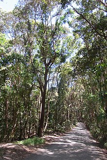 Broken Head Nature Reserve Littoral Rainforest.jpg