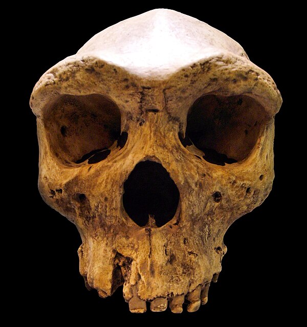 Homo rhodesiensis ("Broken Hill Cranium"): dated to 324,000 to 274,000 years ago.