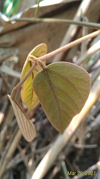 File:Brown young leaves.jpg