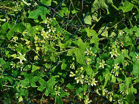 Male specimen in spring