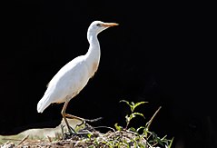 Bubulcus ibis - Western Cattle Egret, Mersin 2017-07-15 01-3.jpg