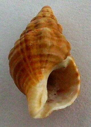 <i>Buccinulum</i> Genus of gastropods