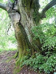 Beech at forest window, 2.jpg