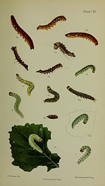 Fig 7, 7a larvae after final moult Buckler W The larvae of the British butterflies and moths PlateLIV.jpg