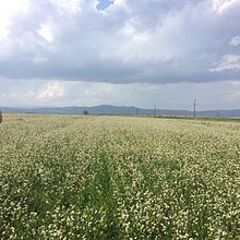 Buckwheat fields in Shirak