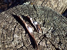 Bucolus fourneti pupa on bark.jpg