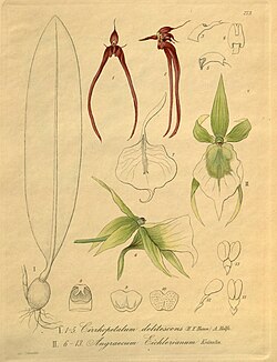 Bulbophyllum delitescens (as Cirrhopetalum delitescens) - Angraecum eichlerianum - Xenia 3 pl 273. jpg