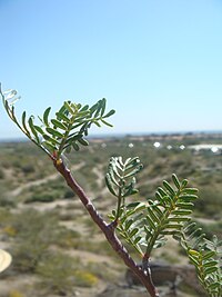 Bursera microphylla