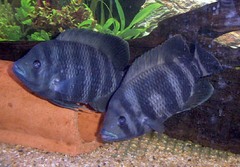 Zebra tilapia, Tilapia buttikoferi