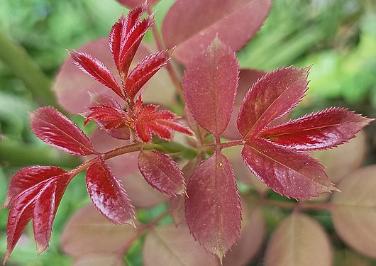 The colour of a foliage during Autumn, India