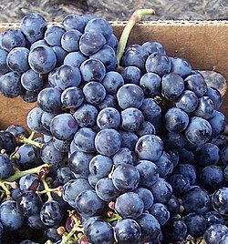 Cab Franc grape.JPG