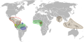 Répartition mondiale des espèces de cacao.