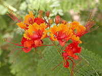 Caesalpinia_pulcherrima