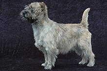 Cairn Terrier Cairn Terrier - 001.jpg