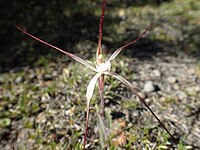 Caladenia dimidia