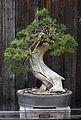 A California Juniper (Juniperus californica) in the informal slant style, bonsai 146 of the Golden State Bonsai Federation Collection North in Oakland, California (now called the GSBF Bonsai Garden at Lake Merritt). The tree was donated by John Naka. It was collected in 1989 from the northwest end of Mojave Desert Sand Canyon. Camera location 37° 48′ 22.32″ N, 122° 15′ 28.44″ W  View all coordinates using: OpenStreetMap