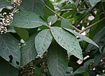 Miniatura para Callicarpa macrophylla