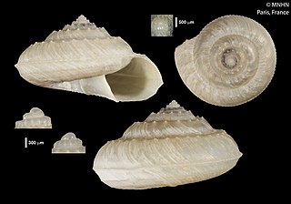 <i>Calliotropis rostrum</i> Species of gastropod