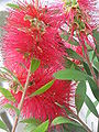 Callistemon citrinus