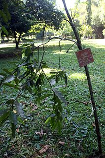 <i>Calophyllum bracteatum</i> species of plant