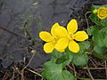 Caltha palustris close-up