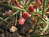 Camel Thorn flower.JPG