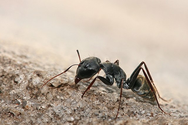 Formicidae Wikipedia la enciclopedia libre 