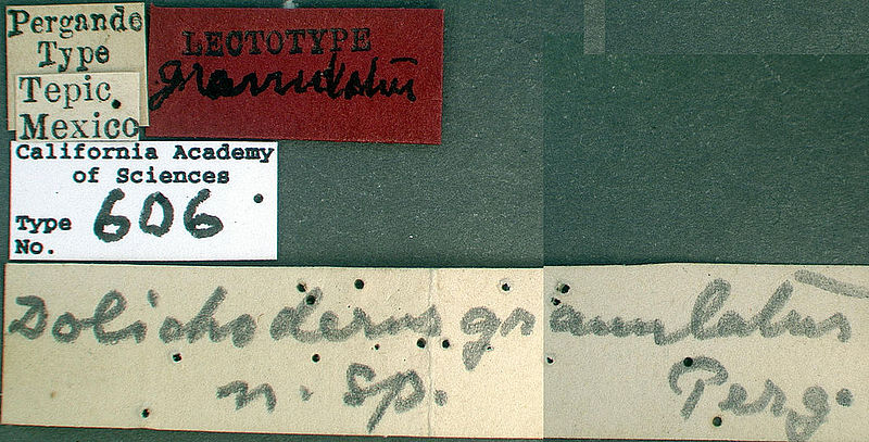 File:Camponotus striatus castype00606 label 1.jpg