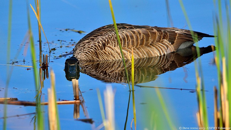 File:Canada Goose (Branta canadensis) (8723027333).jpg