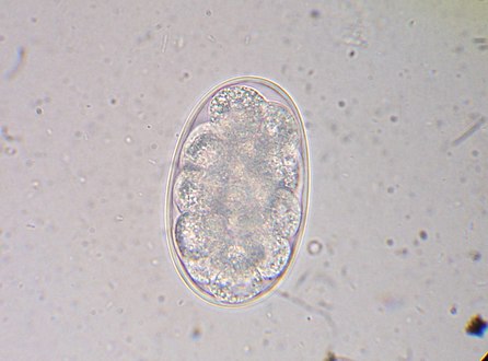 Hookworm egg