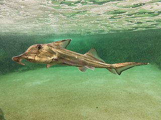 <span class="mw-page-title-main">Cape elephantfish</span> Species of fish