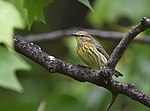 Thumbnail for File:Cape May Warbler (female) (33975431558).jpg