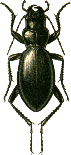 File:Carabus turcomanorum Jacobson.png