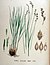 Carex divulsa — Flora Batava — Volume v18.jpg
