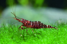 Caridina glaubrechti.png