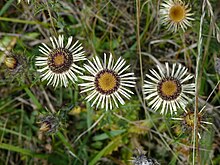 Carlina vulgaris 02 (HS) .JPG