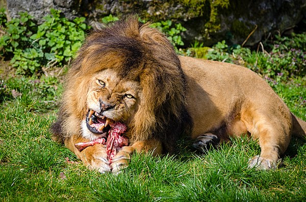 Lions are obligate carnivores consuming only animal flesh for their nutritional requirements.