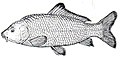 ryba - peixe