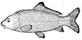 Carp (PSF).jpg