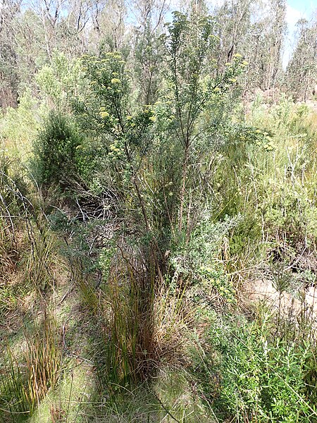 File:Cassinia telfordii habit.jpg