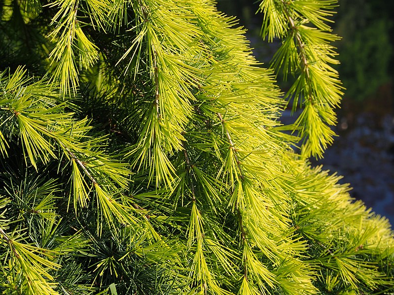 File:Cedrus deodara 'Golden Horizon' 2019-05-17 01.jpg