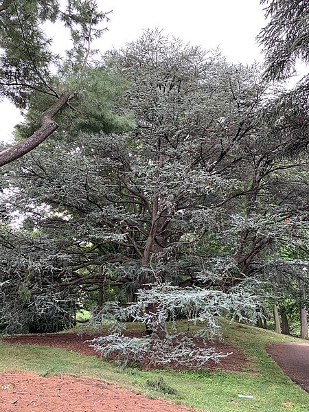 File:Cedrus libani var. atlantica 'Glauca'.jpg