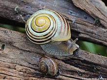 Cepaea hortensis 06.JPG